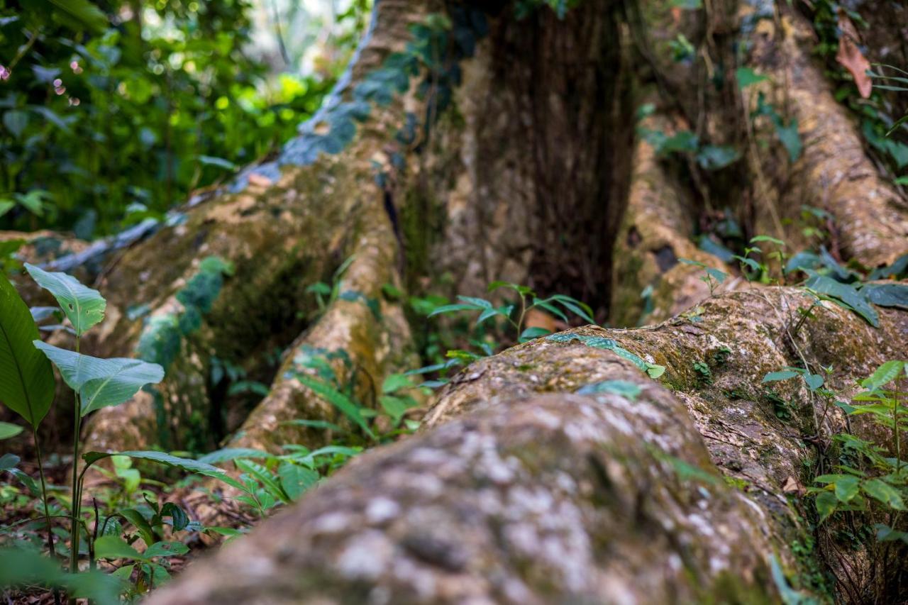 Namuwoki Lodge Puerto Viejo de Talamanca 외부 사진